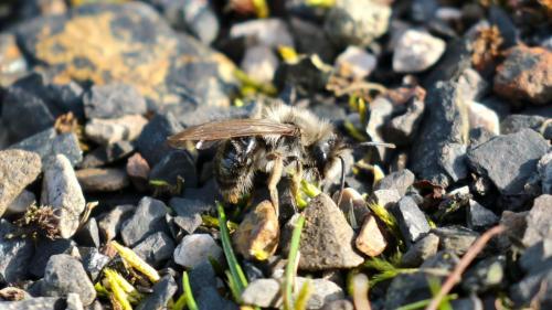 Andrena sp.